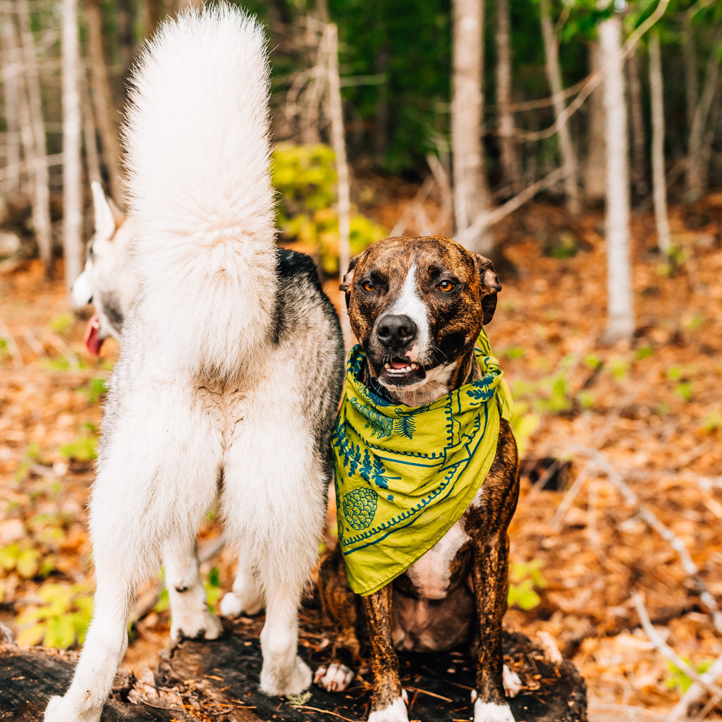 Happy Husky Bandana 100 Premium Cotton The Wild Pine